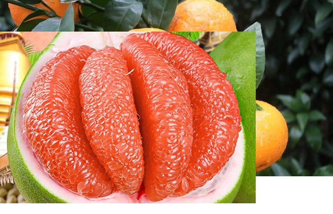 公司簡介
