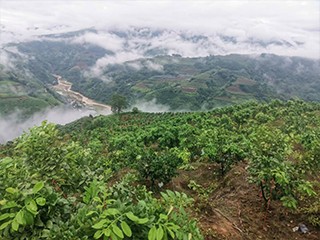 種植基地七