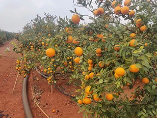 柑橘种植基地