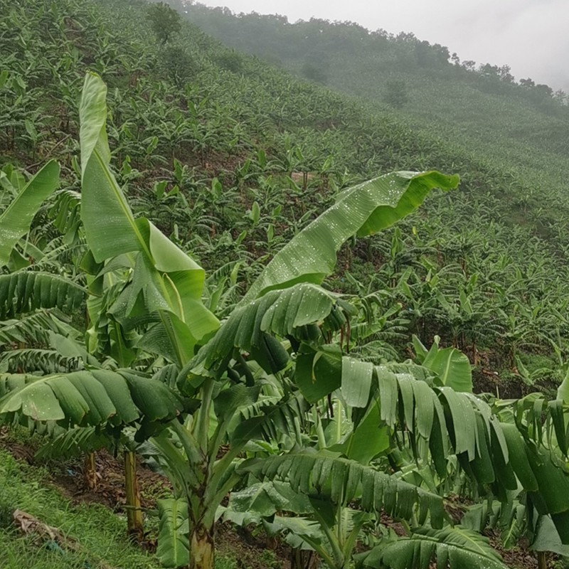 种植基地