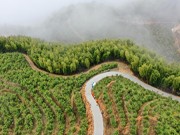 云南元陽：靠山吃山集體經濟結“金果”