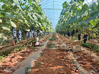 夏黑葡萄大棚基地